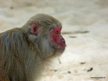 Singe à tête rouge - monkey Island - Baie d'Along - Vietnam